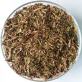 Thuja in glass
